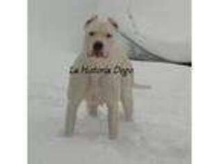 Dogo Argentino Puppy for sale in Patchogue, NY, USA