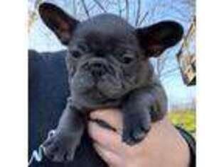 French Bulldog Puppy for sale in Foley, MO, USA