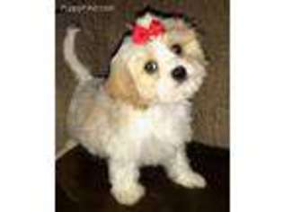 Cavachon Puppy for sale in Forest, OH, USA
