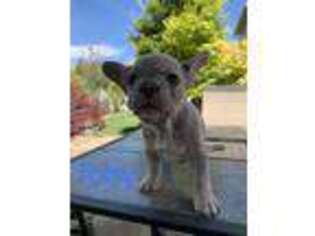 French Bulldog Puppy for sale in Draper, UT, USA