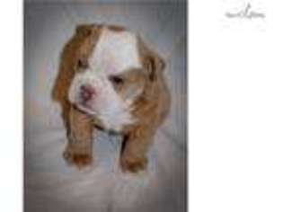 Bulldog Puppy for sale in Hattiesburg, MS, USA