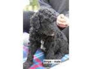 Labradoodle Puppy for sale in Tahlequah, OK, USA
