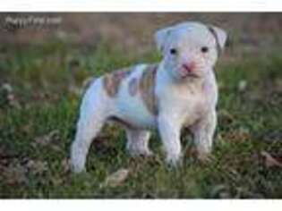 American Bulldog Puppy for sale in Ottumwa, IA, USA