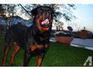 Rottweiler Puppy for sale in AUBURN, WA, USA