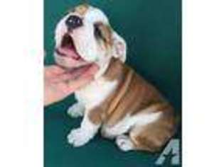 Bulldog Puppy for sale in SUMMERTON, SC, USA