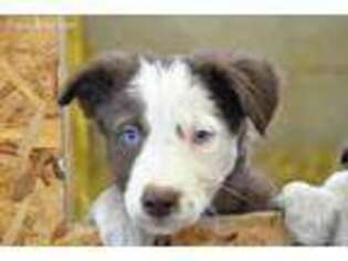 Border Collie Puppy for sale in Honey Grove, PA, USA