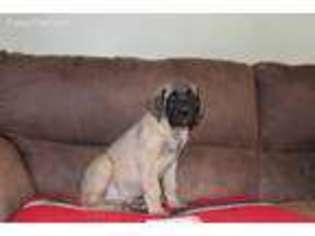 Mastiff Puppy for sale in Edgewood, NM, USA