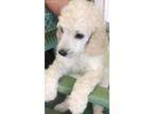 Mutt Puppy for sale in Deming, NM, USA