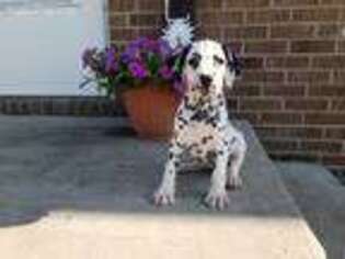 Dalmatian Puppy for sale in Woodburn, IN, USA