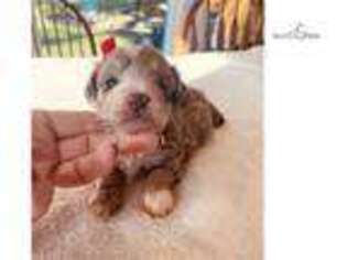 Schnoodle (Standard) Puppy for sale in Mansfield, OH, USA