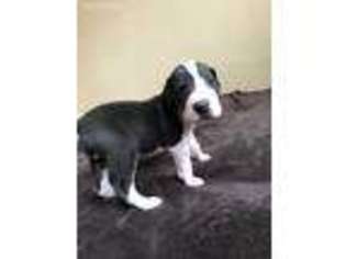 Great Dane Puppy for sale in Ridgeley, WV, USA