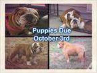Bulldog Puppy for sale in MANCHESTER, NH, USA