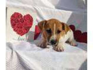 Jack Russell Terrier Puppy for sale in Haverhill, MA, USA