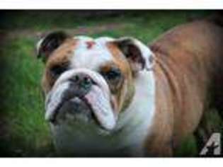 Bulldog Puppy for sale in GREAT FALLS, MT, USA