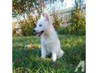 Siberian Husky Puppy for sale in ROCKWALL, TX, USA