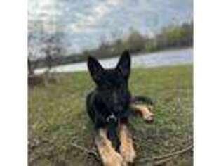 German Shepherd Dog Puppy for sale in Watertown, NY, USA