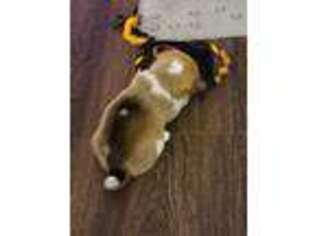 Pembroke Welsh Corgi Puppy for sale in Davenport, FL, USA