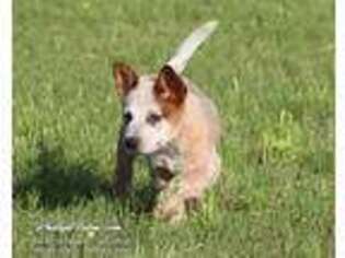Australian Cattle Dog Puppy for sale in Lone Oak, TX, USA