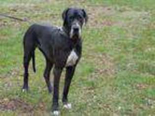 Great Dane Puppy for sale in Montclair, NJ, USA
