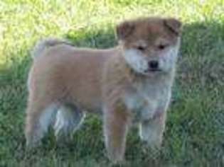 Shiba Inu Puppy for sale in Flat Rock, IN, USA