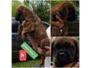 Mastiff Puppy for sale in Troy, NC, USA