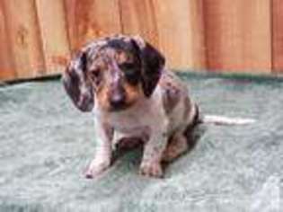 Dachshund Puppy for sale in HOLLYWOOD, MD, USA