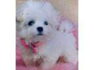 Maltese Puppy for sale in Brookfield, WI, USA