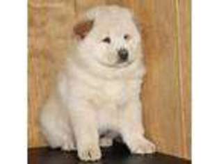 Chow Chow Puppy for sale in Bronx, NY, USA