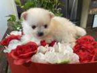 Pomeranian Puppy for sale in Bell, CA, USA