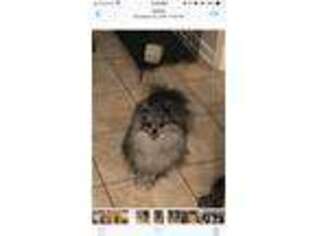 Pomeranian Puppy for sale in Fayetteville, NC, USA