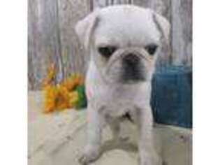 Pug Puppy for sale in Stratford, WI, USA