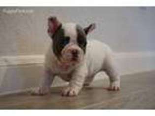 French Bulldog Puppy for sale in Elizabethtown, PA, USA