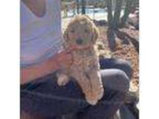 Goldendoodle Puppy for sale in Tucson, AZ, USA