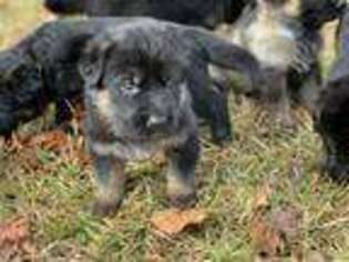 German Shepherd Dog Puppy for sale in Round O, SC, USA