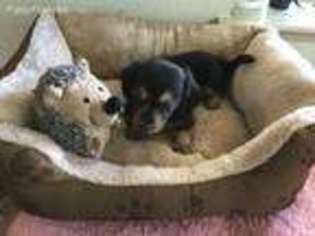 Dachshund Puppy for sale in Los Lunas, NM, USA