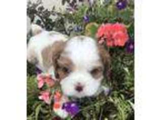 Cavalier King Charles Spaniel Puppy for sale in Garber, OK, USA
