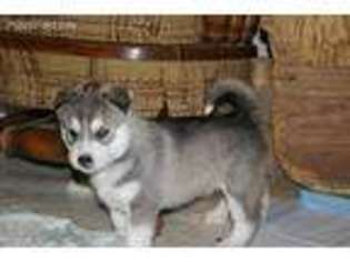 Siberian Husky Puppy for sale in Molalla, OR, USA