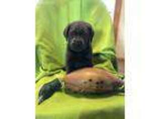 Labrador Retriever Puppy for sale in Smithville, MO, USA
