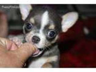 Chihuahua Puppy for sale in Walterboro, SC, USA