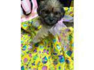 Shorkie Tzu Puppy for sale in Molalla, OR, USA