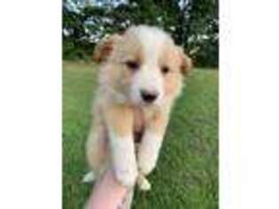 Border Collie Puppy for sale in Hedgesville, WV, USA