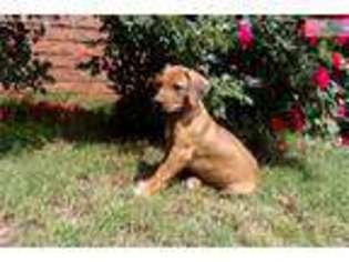 Rhodesian Ridgeback Puppy for sale in Stillwater, OK, USA