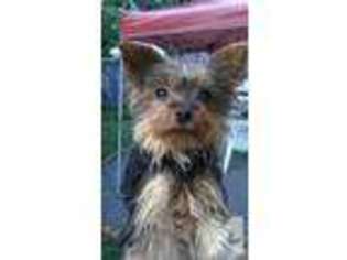 Yorkshire Terrier Puppy for sale in WILKES BARRE, PA, USA