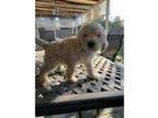 Goldendoodle Puppy for sale in Elk Grove, CA, USA