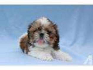 Mutt Puppy for sale in MILESBURG, PA, USA
