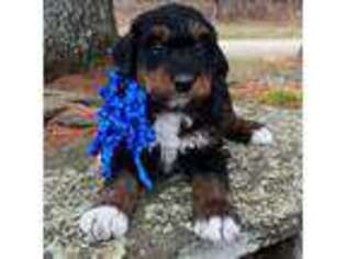 Mutt Puppy for sale in Wilmington, VT, USA