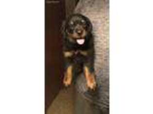 Rottweiler Puppy for sale in Hobbs, NM, USA