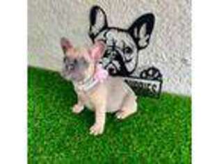 French Bulldog Puppy for sale in Fort Myers, FL, USA