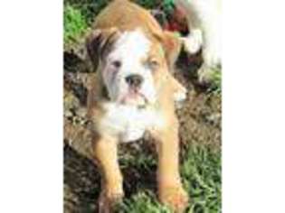 Miniature Bulldog Puppy for sale in Roy, WA, USA
