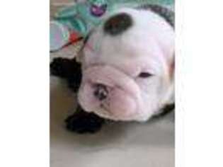 Bulldog Puppy for sale in Jonesboro, LA, USA